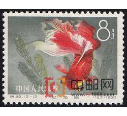 DM-特38-O（12-12）金鱼（8分）