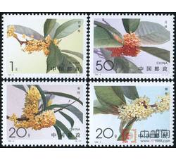 1995-6 桂花（T）