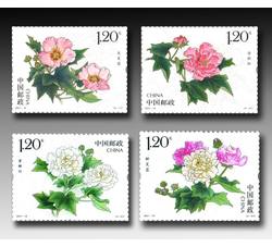 2021-18 木芙蓉